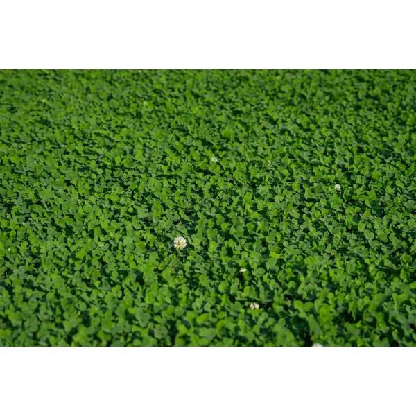 Lawn Clover 2