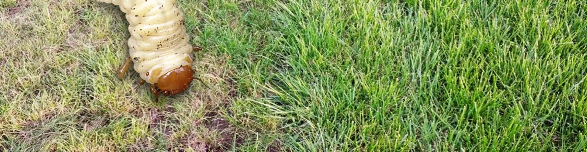 head_challenge_solution_grumbs