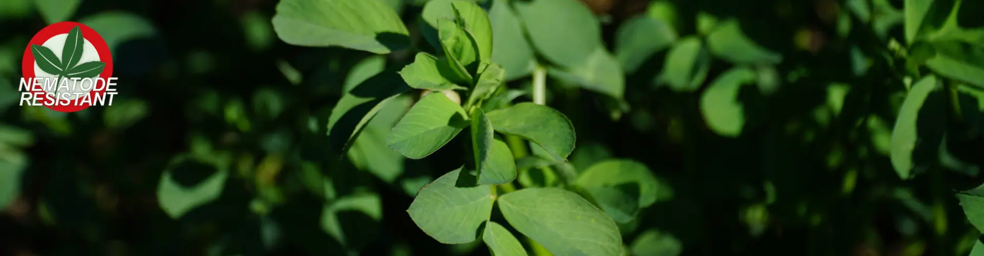 PH_Barenbrug_NematodeResistant