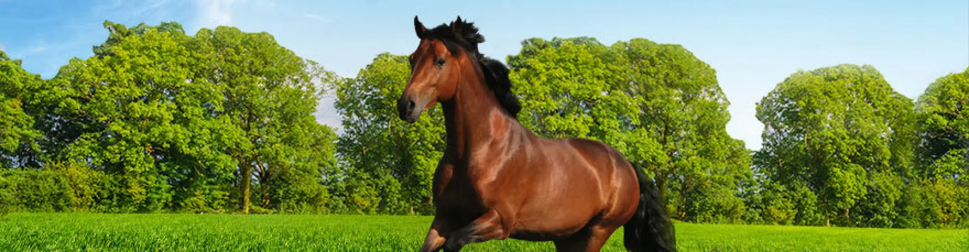 large_horsemaster_rpr