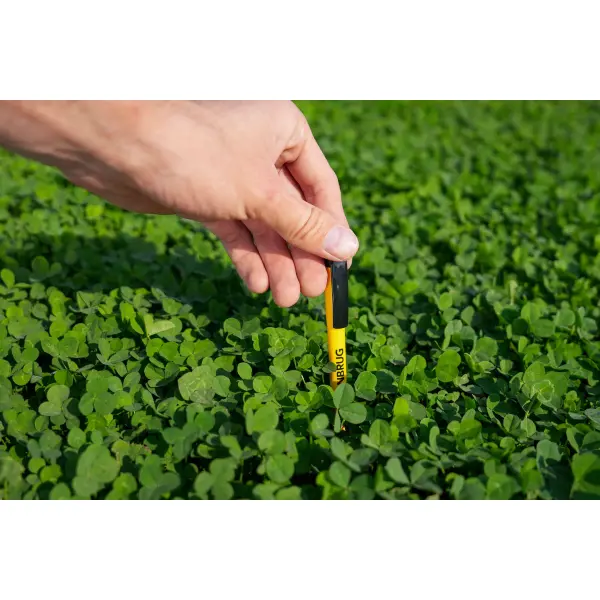 Lawn Clover 4