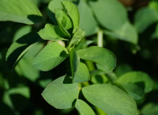 PH_Barenbrug_NematodeResistant