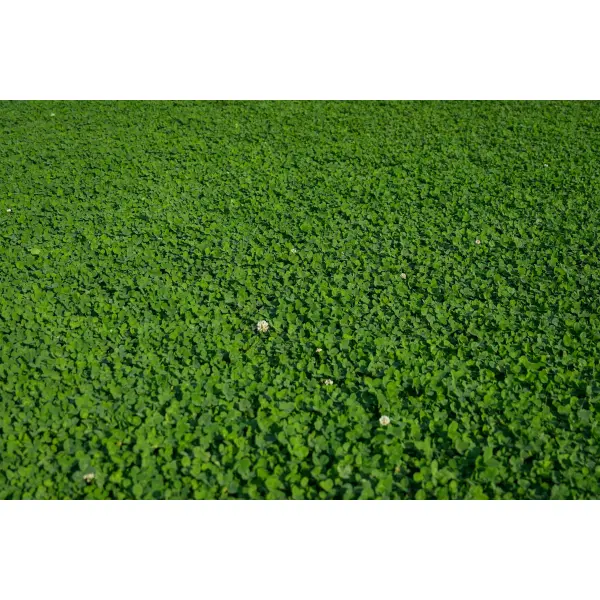 Lawn Clover 3
