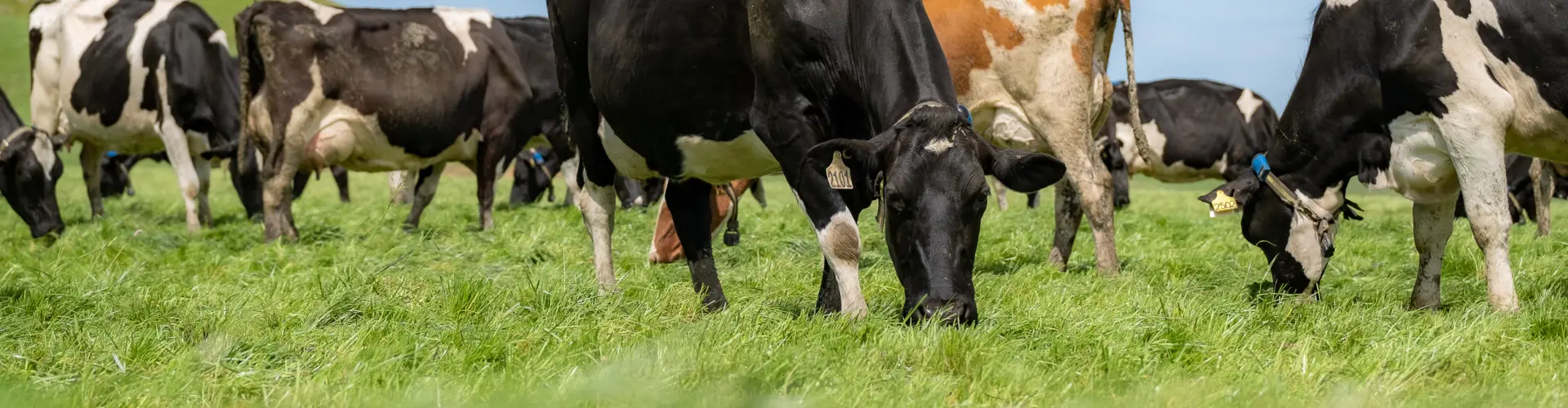 4front NEA2 - Gippsland_Dairy-2024-14