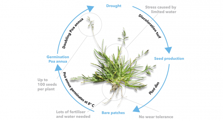 image-turf-poa-annua-life-cycle-eng_1.jpg